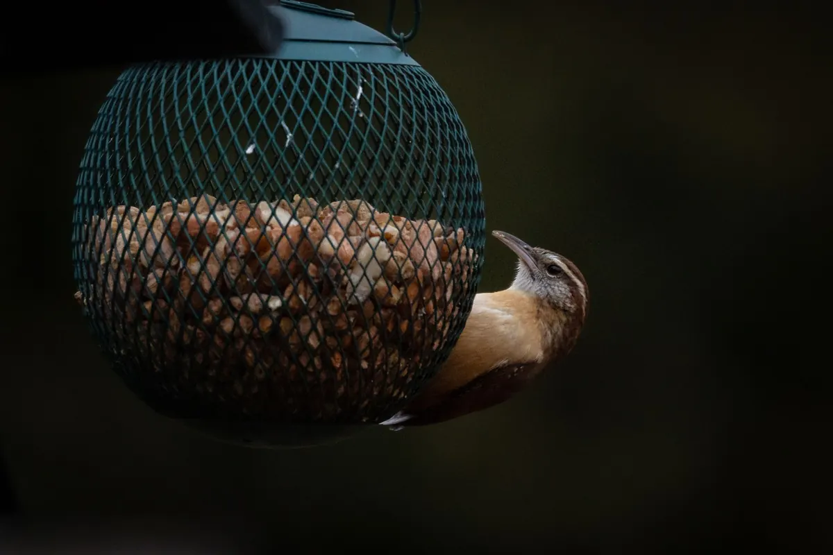 Beginner's Guide to Backyard Birdwatching in a River Valley