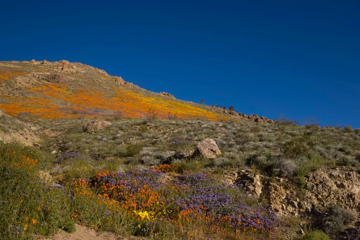 Checklist: 10 Essentials for a Spring Wildflower Walk